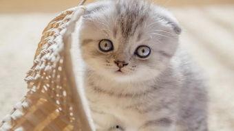 吃瓜娱乐君折耳猫,吃瓜娱乐君视角下的品种争议与健康问题