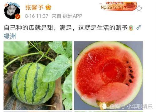 娱乐圈可以吃瓜