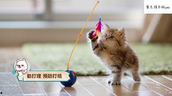 娱乐吃瓜酱猫拦截