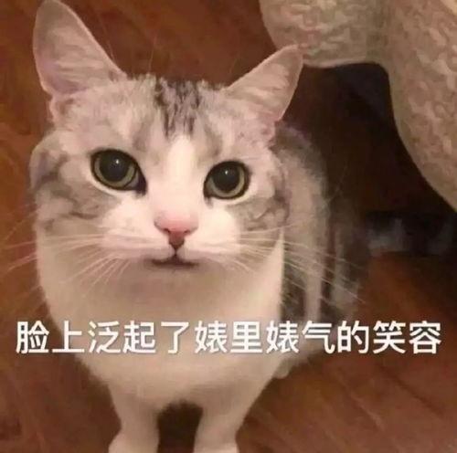 娱乐吃瓜酱猫拦截