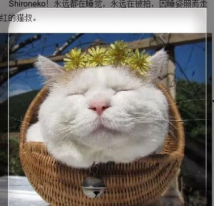娱乐吃瓜君面包猫,原来你是怕面包！