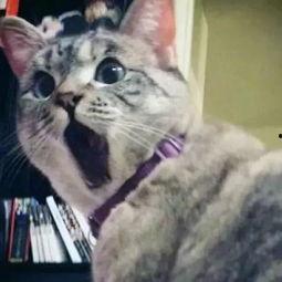 娱乐吃瓜酱猫糊糊,吃瓜酱猫糊糊带你领略幕后风云