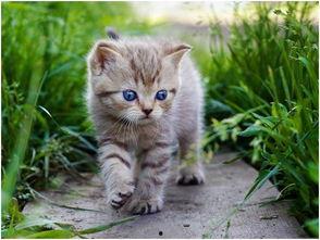 娱乐吃瓜酱猫糊糊,吃瓜酱猫糊糊带你领略幕后风云