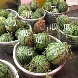 娱乐吃瓜壁纸图片大全,吃瓜壁纸大盘点