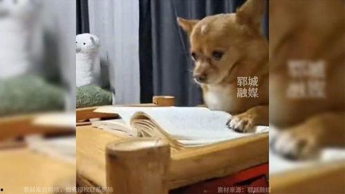 娱乐吃瓜酱监控小狗,小狗日常萌态大曝光！