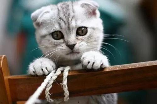 娱乐吃瓜酱小猫吵架,揭秘背后真相