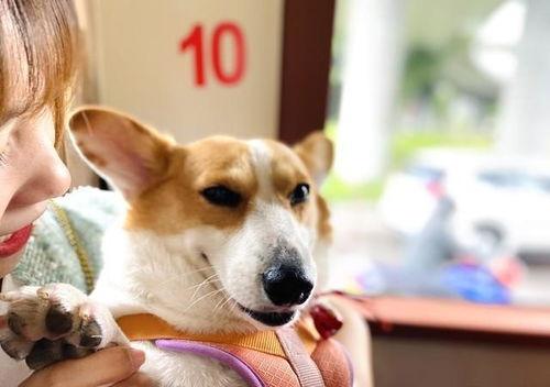 娱乐吃瓜酱忠犬,吃瓜酱的忠实伴侣