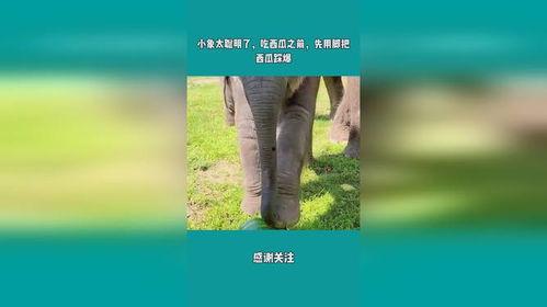 娱乐吃瓜小象是谁,网络红人的崛起之路