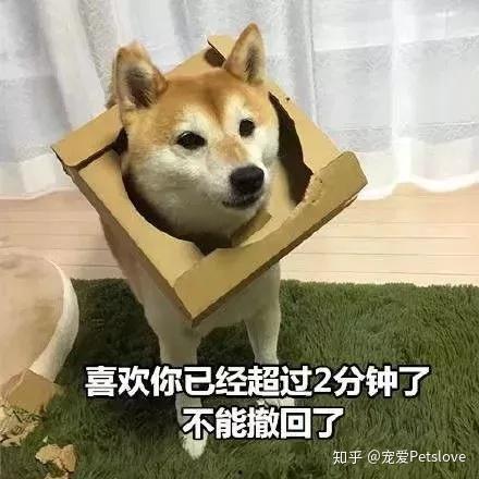 娱乐吃瓜君傻狗日常,傻狗日常的欢乐盛宴