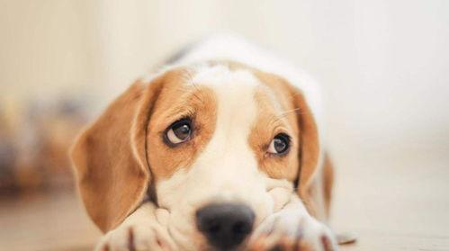 娱乐吃瓜酱小狗吉祥,小狗吉祥的欢乐日常