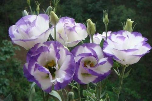 娱乐吃瓜酱洋桔梗,揭秘明星背后的花絮故事