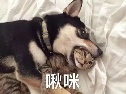 娱乐吃瓜酱二哈,揭秘娱乐圈那些不为人知的幕后故事