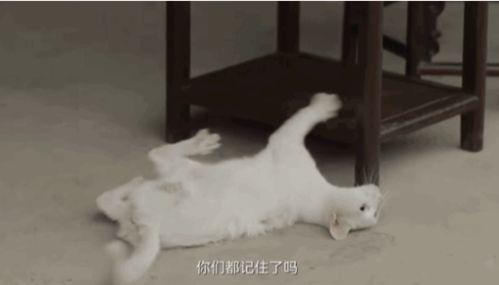 娱乐吃瓜酱虐猫,真相与反思