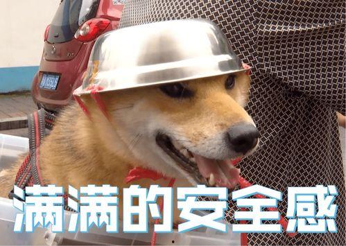 娱乐吃瓜酱骑车狗