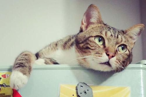 娱乐吃瓜酱和猫