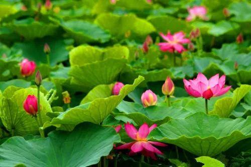 娱乐吃瓜君白莲花,娱乐吃瓜君的甜蜜诱惑