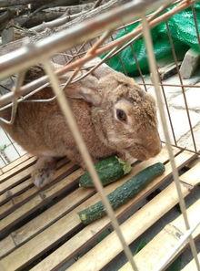 娱乐吃瓜小兔子,娱乐圈吃瓜小兔子的幕后故事