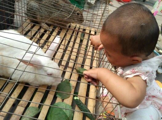 娱乐吃瓜小兔子,娱乐圈吃瓜小兔子的幕后故事